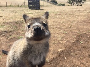 Tasmanie: J8 ZooDoo / Hobart